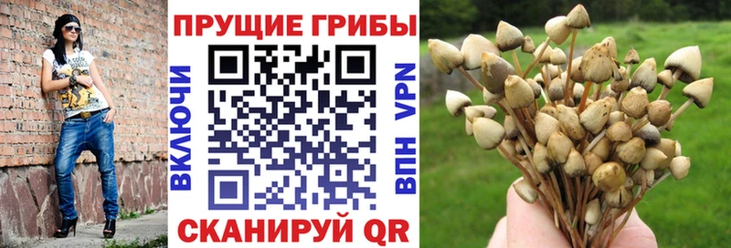 Купить где  Новая Ладога  Галлюциногенные грибы Psilocybine cubensis 